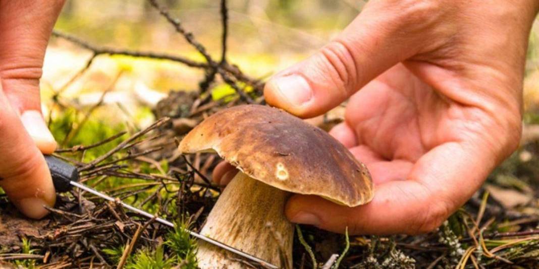 Ormandan mantar toplayanlar dikkat! Türkiye'deki zehirli mantarları ayırt etmenin altın kuralı ortaya çıktı 1